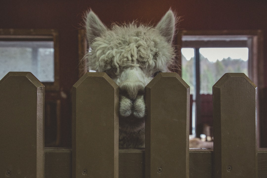 Forbidden Llama: The Mysterious and Enigmatic Creature